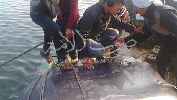 بالصور.. «علوم البحار» تتسلم سمكة رشيد العملاقة