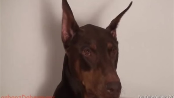 بالفيديو.. كلب يهاجم أصحابه دفاعًا عن ألعابه