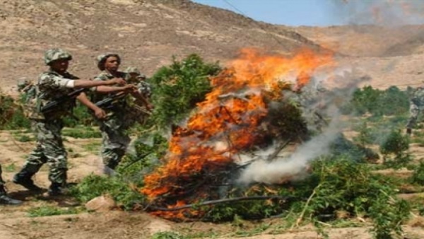 ضبط زراعات وبذور لنباتات مخدرة بالعريش