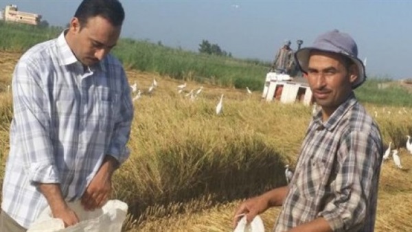 أراضى جنوب بورسعيد تحقق أعلى معدلات الإنتاج لمحصول الأرز أراضى جنوب بورسعيد تحقق أعلى معدلات الإنتاج لمحصول الأرز