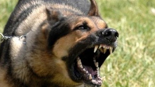 كلب يعقر 14 شخصا بـ«أولاد عزاز» في سوهاج
