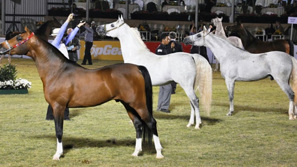 انطلاق بطولة المربين الأولى لجمال الخيل العربية بالكويت انطلاق بطولة المربين الأولى لجمال الخيل العربية بالكويت