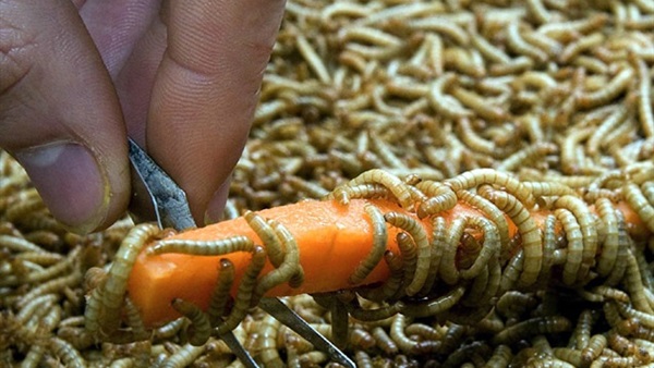 تربية »الديدان» تبقي الحيوانات على قيد الحياة