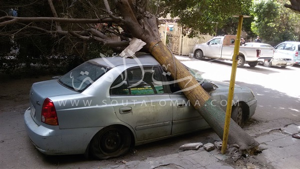 بالصور.. شجرة تهشم سيارة بسبب التقلبات الجوية بالدقي