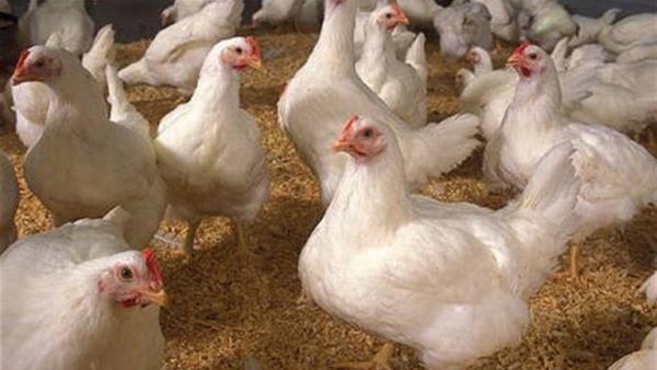 «بيطري الاقصر» تؤكد خلو الرومي من فيروس السلمونيلا وفيروس H9N1 «بيطري الاقصر» تؤكد خلو الرومي من فيروس السلمونيلا وفيروس H9N1