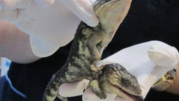 بالصور.. أسترالية تعثر على سحلية برأسين في فناء منزلها بالصور.. أسترالية تعثر على سحلية برأسين في فناء منزلها