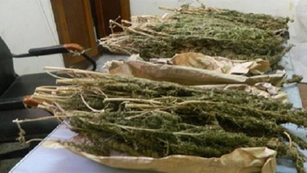 ضبط فلاح وبحوزتة كيلو بانجو بقصد الاتجار بالمنيا ضبط فلاح وبحوزتة كيلو بانجو بقصد الاتجار بالمنيا
