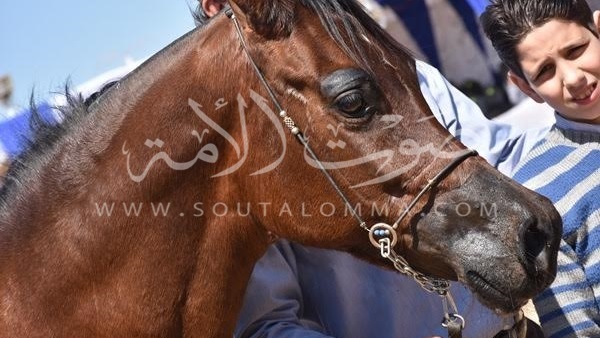 بالصور.. إفتتاح مهرجان البحيرة الدولى التاسع للخيول العربية الأصيلة بالصور.. إفتتاح مهرجان البحيرة الدولى التاسع للخيول العربية الأصيلة