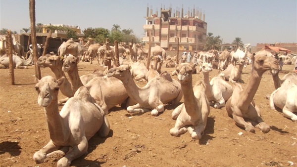 الإفراج عن رسالة الجمال المستوردة من السودان واحتجاز 14 رأسا مصابة الإفراج عن رسالة الجمال المستوردة من السودان واحتجاز 14 رأسا مصابة