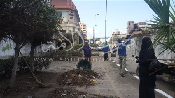 بالصور.. تقليم وتهذيب الأشجار بشوارع حى الضواحى ببورسعيد 