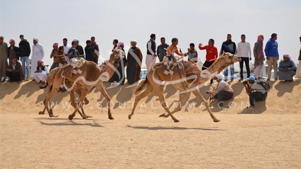 إنطلاق «مهرجان الإسماعيلية للهجن» بمشاركة 7 دول عربية