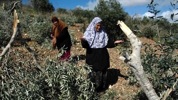 الخارجية الفلسطينية: إسرائيل تصعد سرقة الأراضي الفلسطينية الخارجية الفلسطينية: إسرائيل تصعد سرقة الأراضي الفلسطينية