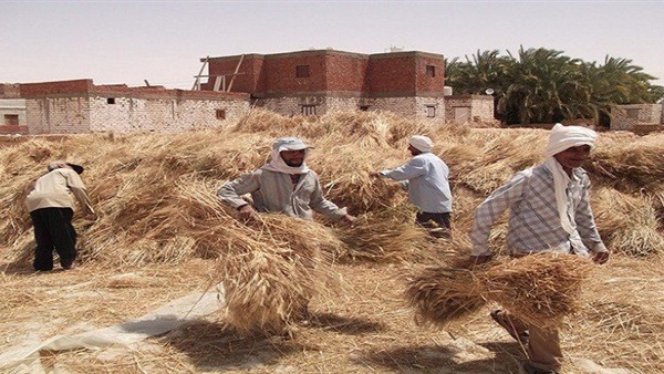 إنشاء 11 موقعًا بالقليوبية لجمع  «قش الأرز» تفاديًا للسحابة السوداء 