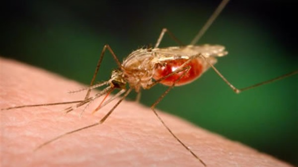 ابتكار دواء مضاد للملاريا