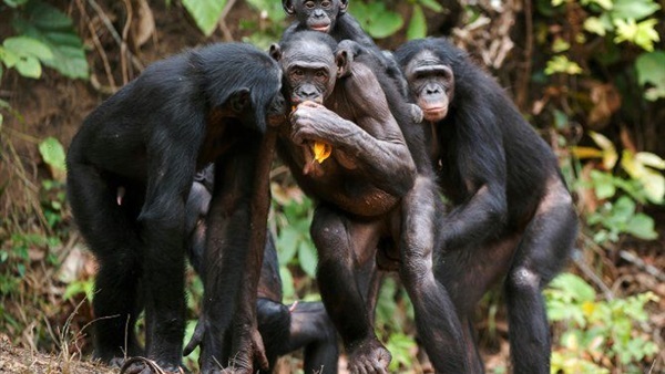 الصرخات وسيلة التعارف بين قزم الشمبانزي