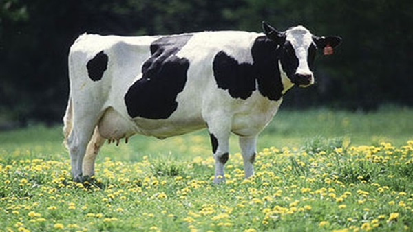 فرنسا تؤكد اكتشاف اول حالة لجنون البقر منذ 2011