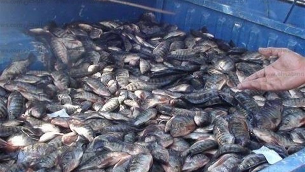 ضبط 30 كيلو أسماك غير صالحة للاستهلاك الآدمي بالمنيا