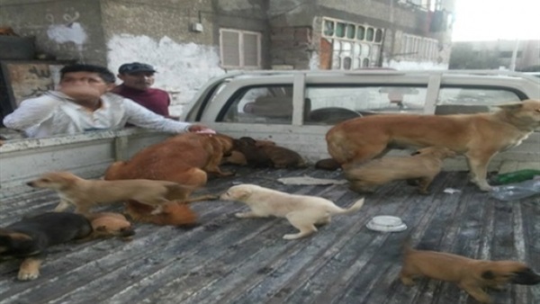   حملة للقضاء على الكلاب الضالة ببورسعيد   