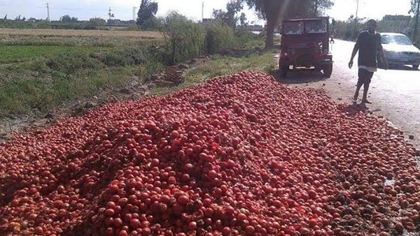 بالصور..سائق يلقي طماطم فاسدة على طريق حوش عيسى بالبحيرة بالصور..سائق يلقي طماطم فاسدة على طريق حوش عيسى بالبحيرة