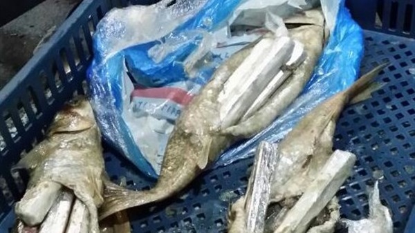 حبس شخص هرب مخدرات داخل «أحشاء السمك» بمطار برج العرب حبس شخص هرب مخدرات داخل «أحشاء السمك» بمطار برج العرب