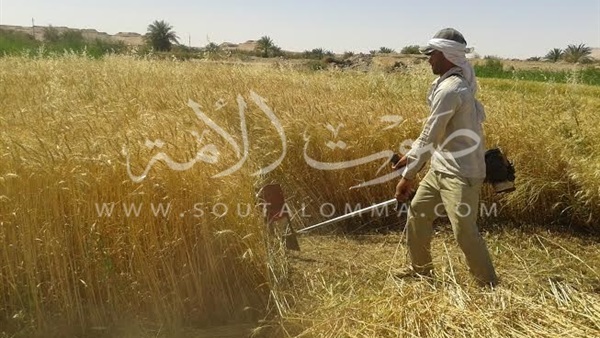 بالصور.. بدء موسم حصاد القمح بالوادي الجديد