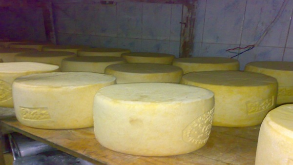 ضبط طن جبنة رومي منتهية الصلاحية بالبحيرة ضبط طن جبنة رومي منتهية الصلاحية بالبحيرة