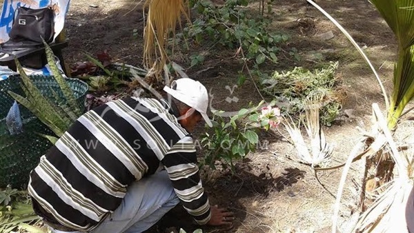 بالصور.. إستمرار أعمال تطوير المشتل الخاص بحى الضواحى ببورسعيد بالصور.. إستمرار أعمال تطوير المشتل الخاص بحى الضواحى ببورسعيد