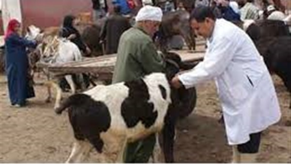 قوافل بيطرية وعلاجية بـ 8 قرى بالمنيا قوافل بيطرية وعلاجية بـ 8 قرى بالمنيا