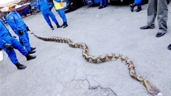 بالصور.. العثورعلى أطول ثعبان بالعالم في ماليزيا يبلغ طوله 8 متر