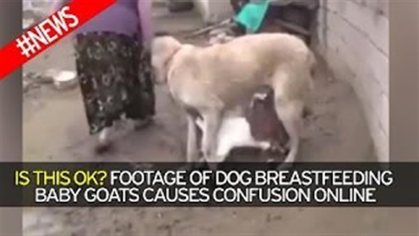 بالفيديو.. كلب يرضع ماعز ويثير ضجة على الإنترنت 
