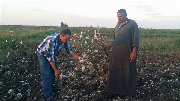   مزارعي قرى بورسعيد يستغيثون بوزير الزراعة   