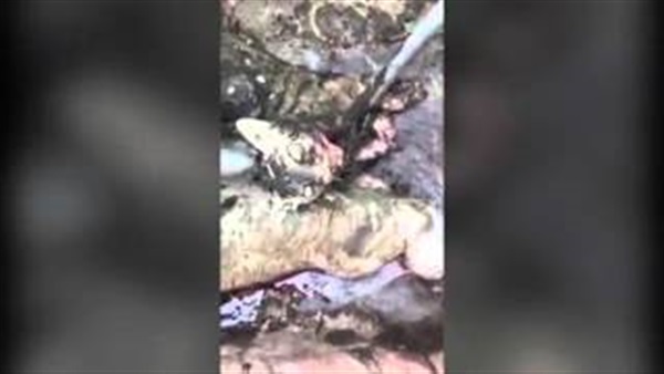 بالفيديو.. قرويون يقتلون مخلوقين غريبين تغذيا على دماء قطعانهم بالفيديو.. قرويون يقتلون مخلوقين غريبين تغذيا على دماء قطعانهم