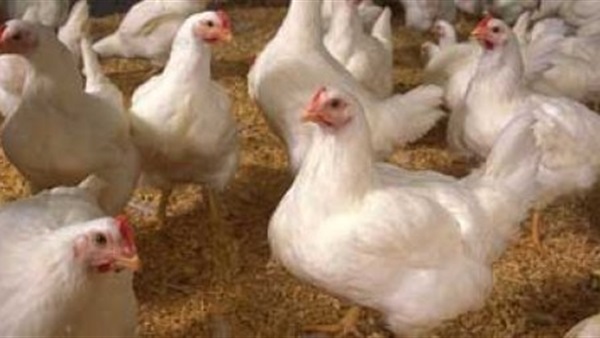«فراخ مسرطنة» تُرعب أهالي الفيوم «فراخ مسرطنة» تُرعب أهالي الفيوم