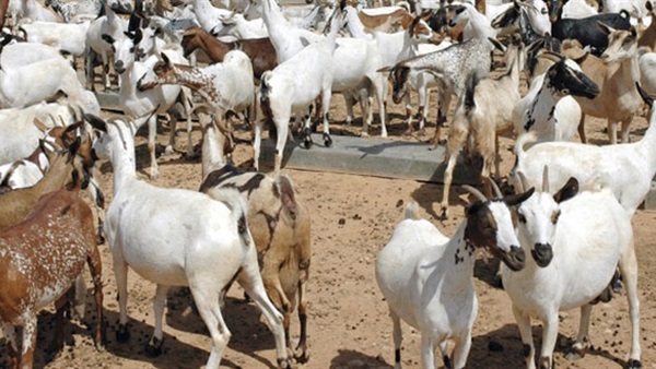 مشروع للبنتاغون بتربية ماعز اجنبي يثير غضب برلمانيين اميركيين