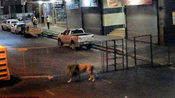 أسد يتجول بحرية في شوارع لوس أنجلوس الأمريكية أسد يتجول بحرية في شوارع لوس أنجلوس الأمريكية