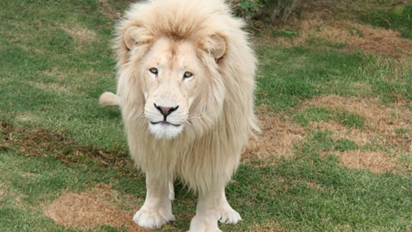 أسد مفترس يقتحم مدرسة بـ«لوس أنجلوس» أسد مفترس يقتحم مدرسة بـ«لوس أنجلوس»