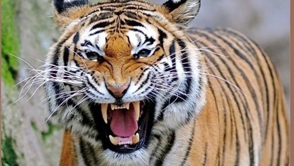نمر يفترس حارسته بأمريكا نمر يفترس حارسته بأمريكا