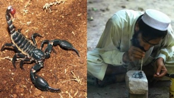 نشرة أخبار المنوعات..21 طفلا في أمريكا يطالبون بمقاضاة الحكومة الأمريكية.. تعرف على إدمان تدخين العقارب.. السعودية تصدر هاشتاج «السماح للمرأة بقيادة الدراجة» نشرة أخبار المنوعات..21 طفلا في أمريكا يطالبون بمقاضاة الحكومة الأمريكية.. تعرف على إدمان تدخين العقارب.. السعودية تصدر هاشتاج «السماح للمرأة بقيادة الدراجة»