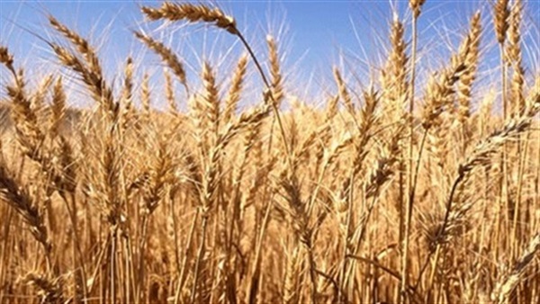 توريد 6630 طنا من محصول القمح بقنا