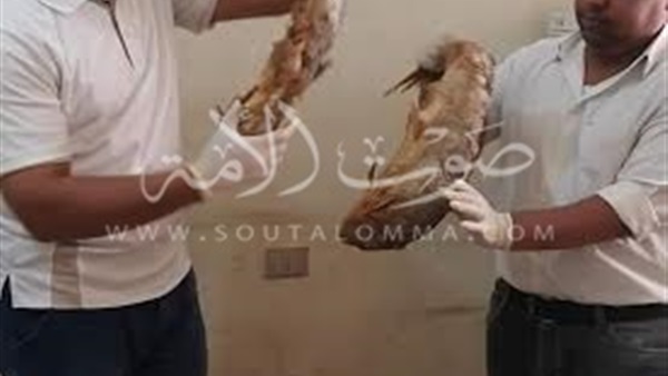ضبط 80 كيلو ملوحة فاسدة بـ«البلينا» فى سوهاج ضبط 80 كيلو ملوحة فاسدة بـ«البلينا» فى سوهاج