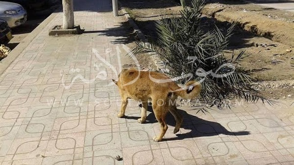 بالصور.. حملة  لمكافحه الكلاب الضالة بورسعيد 