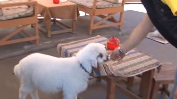 بالفيديو.. خروف يشرب القهوه وياكل المثلجات