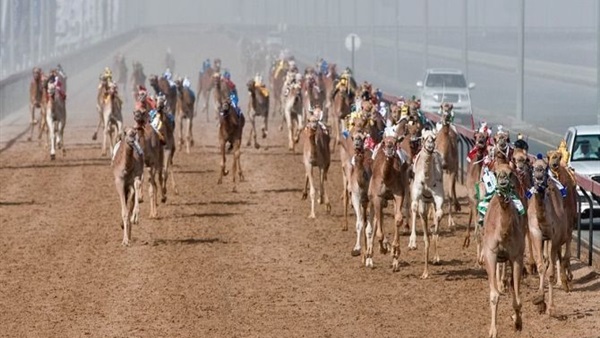اليوم.. انطلاق مهرجان سباق الهجن في الأقصر اليوم.. انطلاق مهرجان سباق الهجن في الأقصر