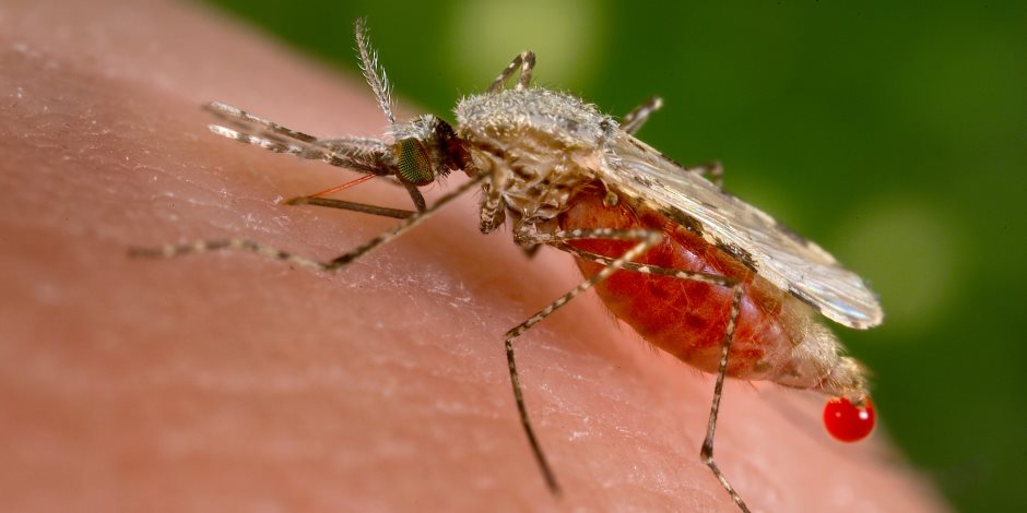 في اليوم العالمي للملاريا.. الصحة: مصر خالية من الوباء منذ التسعينات
