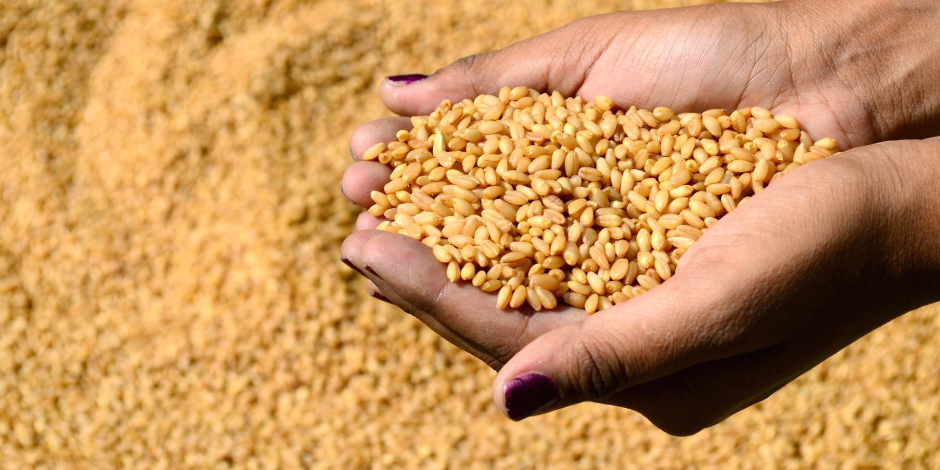 زراعة الإسماعيلية توضح فوائد زراعة القمح على المصاطب والري بالنشع 