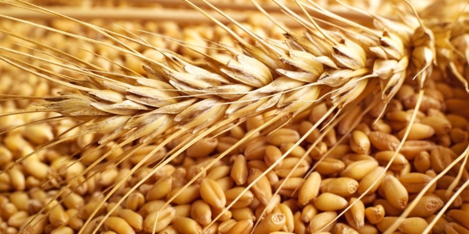 مجلس الوزراء يوافق على تسعير القمح بين 555 و575 جنيها للأردب 