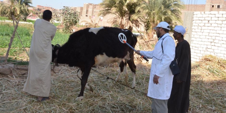 تحصين 191 ألفا و534 رأس ماشية ضد الأمراض الوبائية بالشرقية