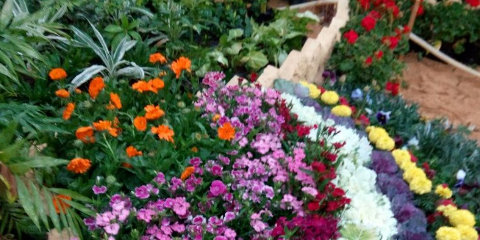 تحضيرات وتجهيزات حديقة الأورمان لاستقبال معرض زهور الربيع (صور)