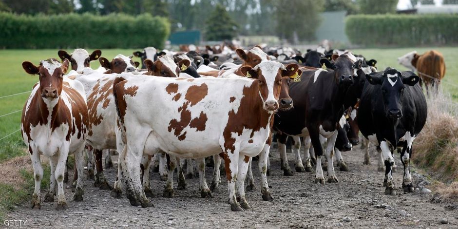 طب بيطري كفر الشيخ يحصن 45 ألف رأس ماشية ضد «الجدري»