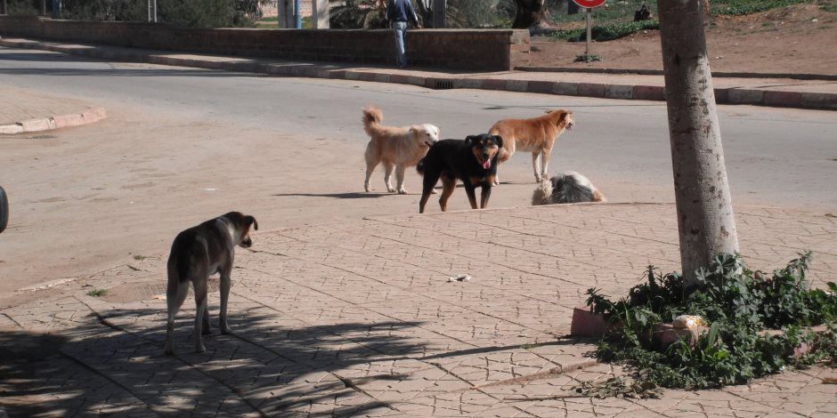 الخدمات البيطرية: مصر الدولة الوحيدة المنتشر بها كلاب الشوارع.. 370 ألف حالة عقر سنويا .. والبحيرة الأولى 